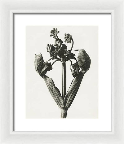 Herbarium, Plate 19, c1920 / Art Photo - Framed Print