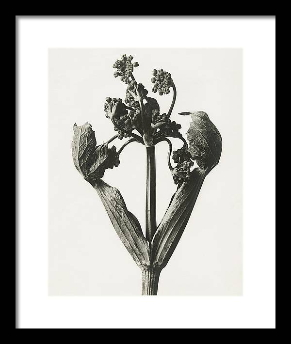 Herbarium, Plate 19, c1920 / Art Photo - Framed Print