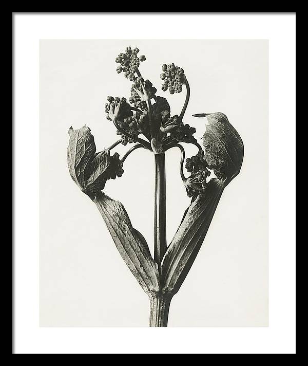 Herbarium, Plate 19, c1920 / Art Photo - Framed Print