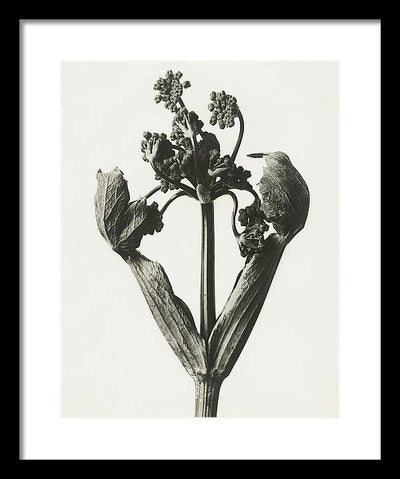 Herbarium, Plate 19, c1920 / Art Photo - Framed Print