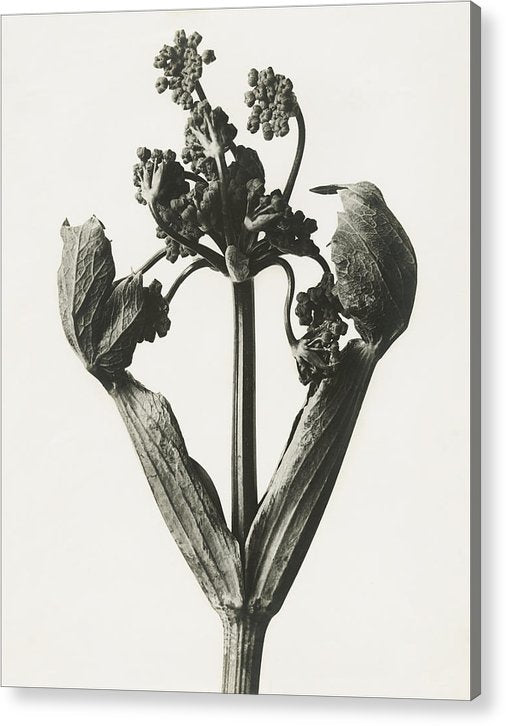 Herbarium, Plate 19, c1920 / Art Photo - Acrylic Print