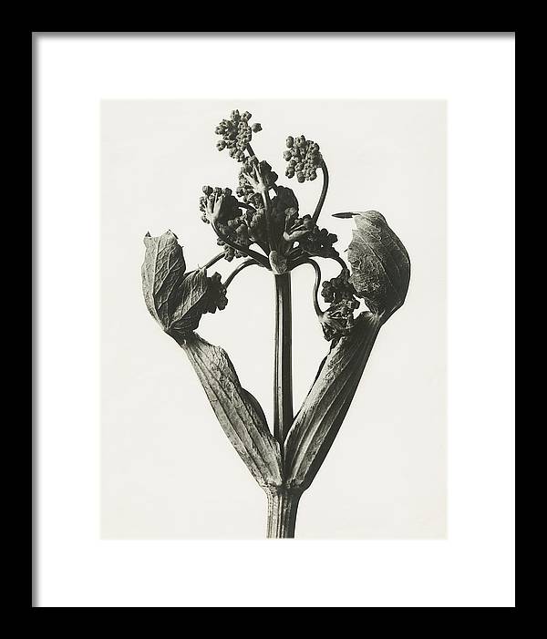 Herbarium, Plate 19, c1920 / Art Photo - Framed Print