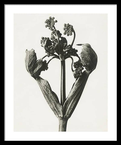 Herbarium, Plate 19, c1920 / Art Photo - Framed Print