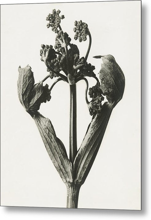 Herbarium, Plate 19, c1920 / Art Photo - Metal Print