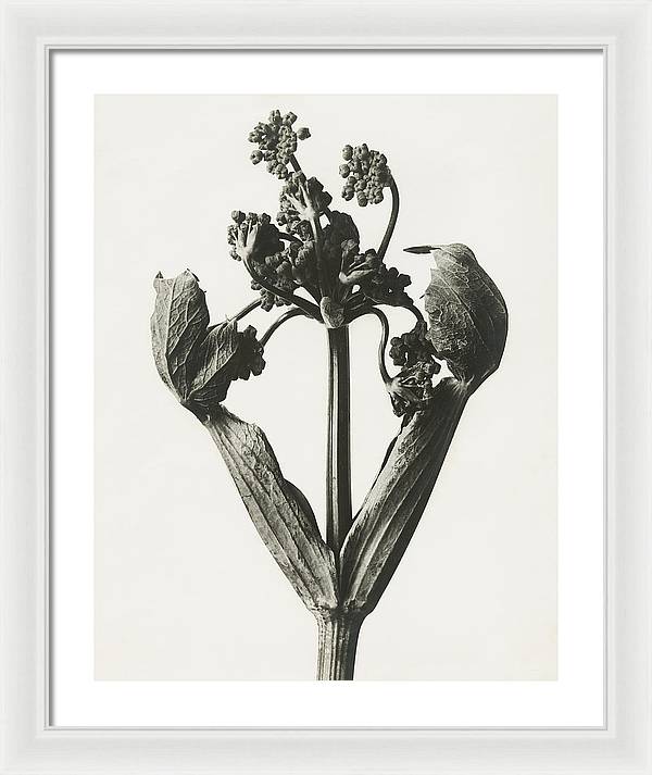 Herbarium, Plate 19, c1920 / Art Photo - Framed Print