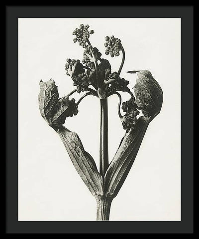 Herbarium, Plate 19, c1920 / Art Photo - Framed Print