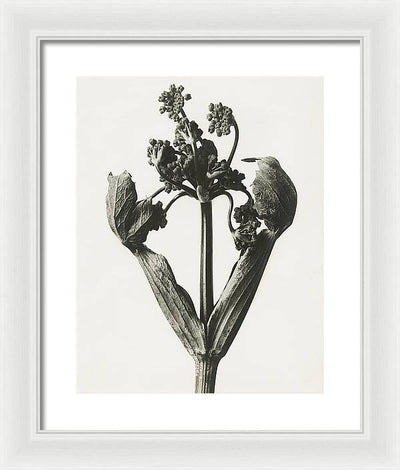 Herbarium, Plate 19, c1920 / Art Photo - Framed Print