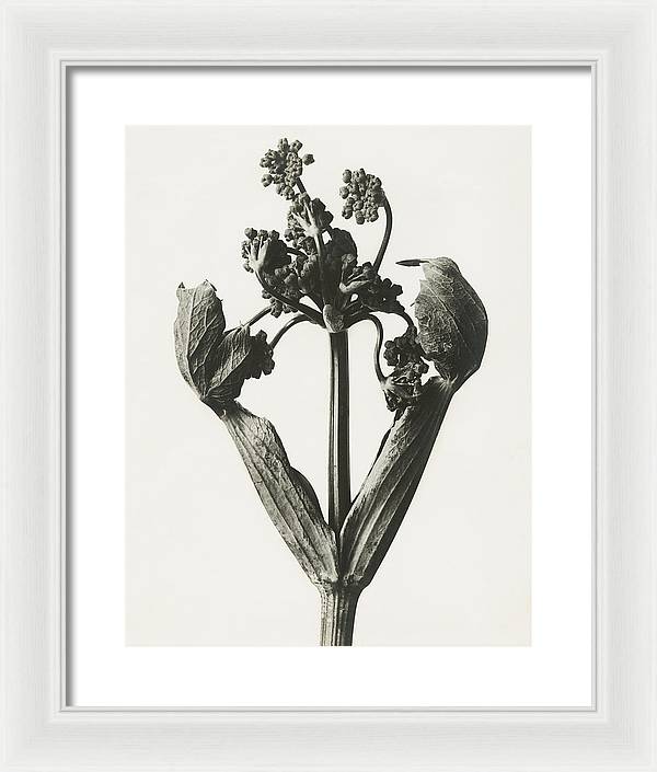 Herbarium, Plate 19, c1920 / Art Photo - Framed Print