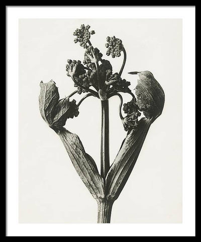 Herbarium, Plate 19, c1920 / Art Photo - Framed Print