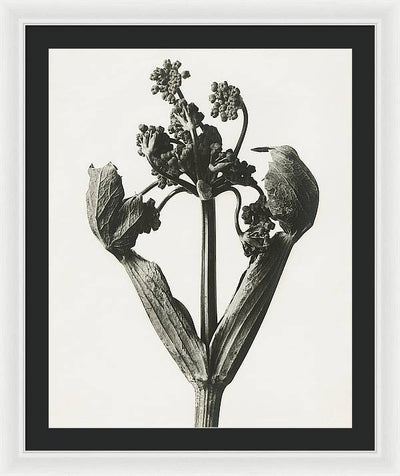 Herbarium, Plate 19, c1920 / Art Photo - Framed Print