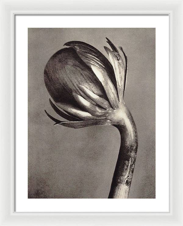 Herbarium, Plate 2, c1928 / Art Photo - Framed Print