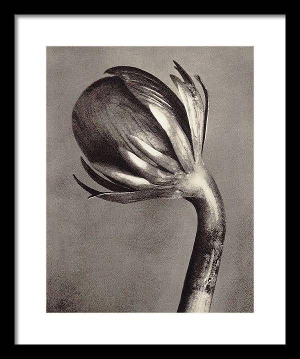 Herbarium, Plate 2, c1928 / Art Photo - Framed Print