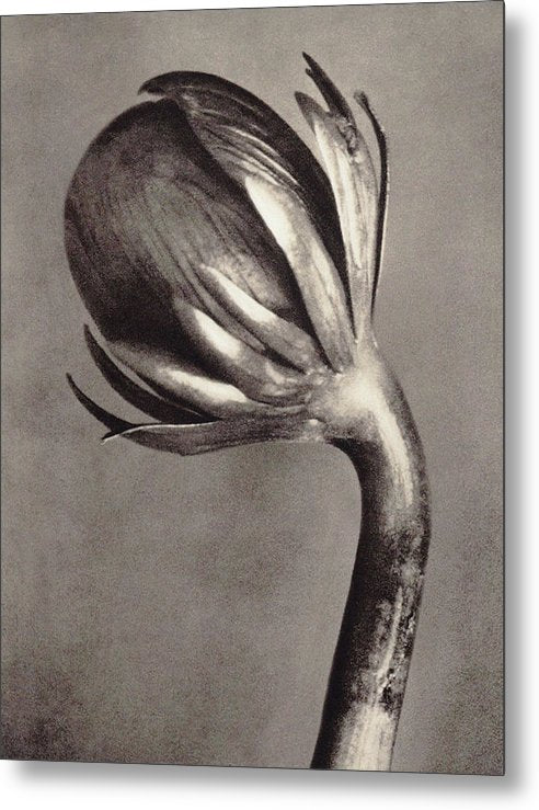 Herbarium, Plate 2, c1928 / Art Photo - Metal Print