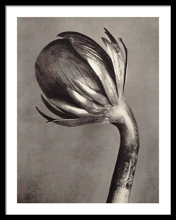 Herbarium, Plate 2, c1928 / Art Photo - Framed Print