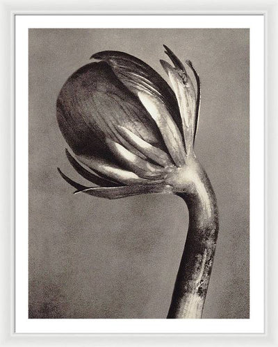 Herbarium, Plate 2, c1928 / Art Photo - Framed Print