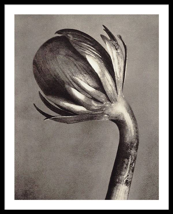 Herbarium, Plate 2, c1928 / Art Photo - Framed Print