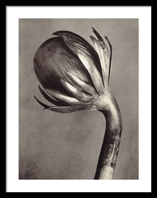 Herbarium, Plate 2, c1928 / Art Photo - Framed Print