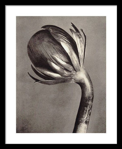 Herbarium, Plate 2, c1928 / Art Photo - Framed Print