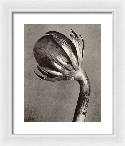 Herbarium, Plate 2, c1928 / Art Photo - Framed Print