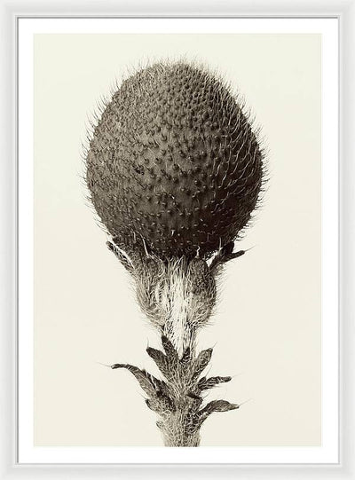 Herbarium, Plate 21, c1928-1932 / Art Photo - Framed Print