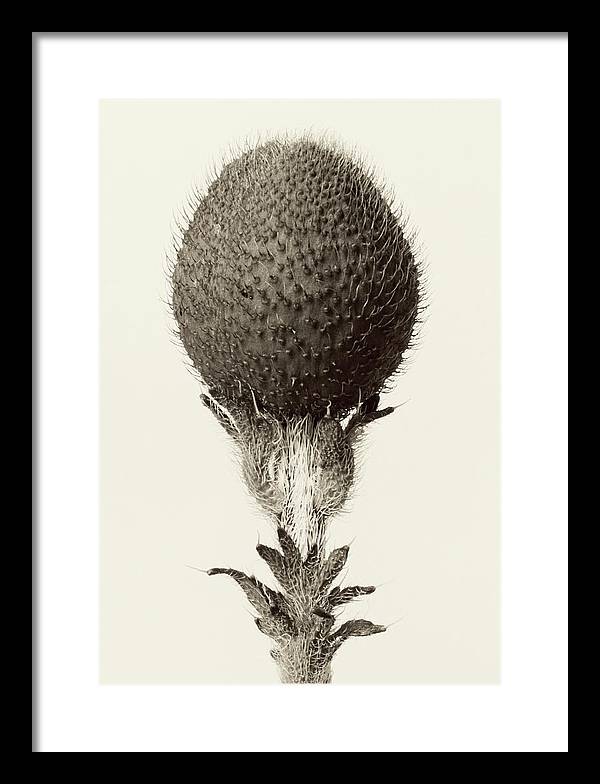 Herbarium, Plate 21, c1928-1932 / Art Photo - Framed Print