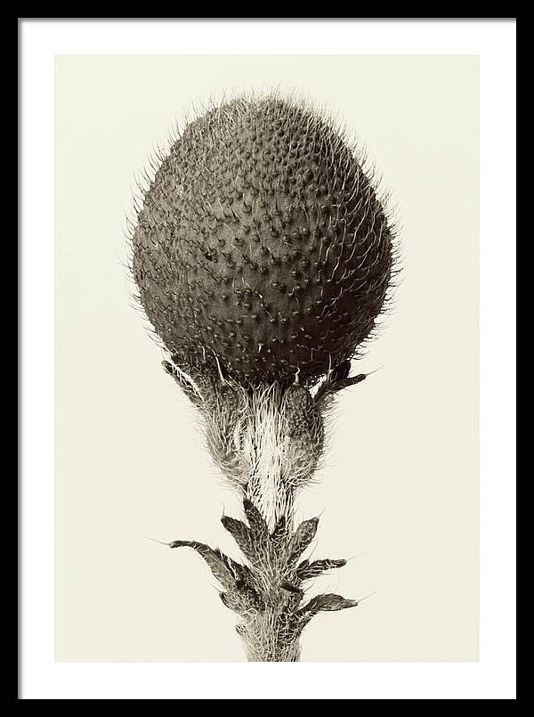 Herbarium, Plate 21, c1928-1932 / Art Photo - Framed Print