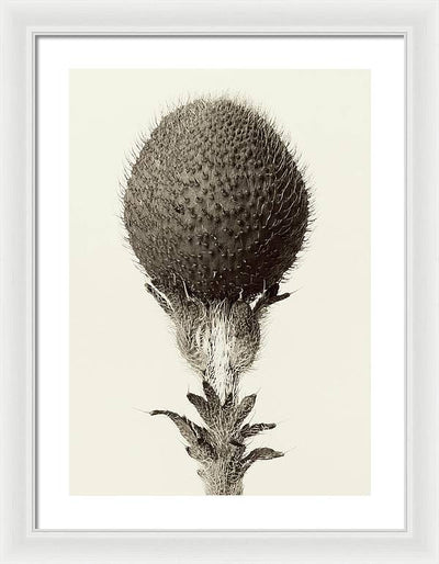 Herbarium, Plate 21, c1928-1932 / Art Photo - Framed Print