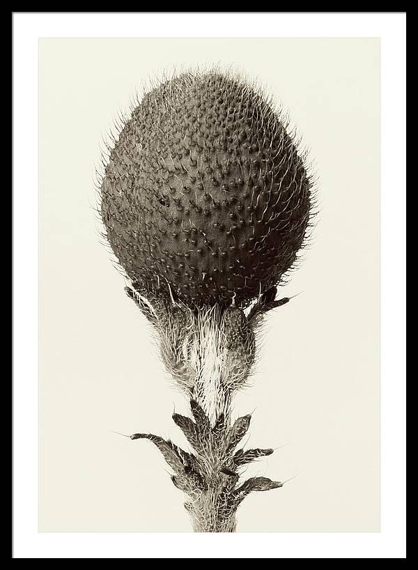 Herbarium, Plate 21, c1928-1932 / Art Photo - Framed Print