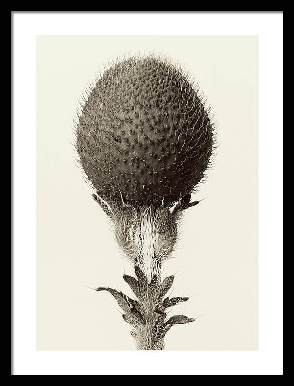 Herbarium, Plate 21, c1928-1932 / Art Photo - Framed Print