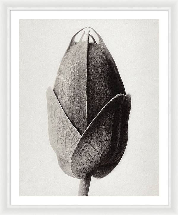 Herbarium, Plate 22, c1920 / Art Photo - Framed Print