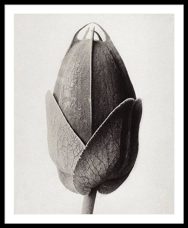 Herbarium, Plate 22, c1920 / Art Photo - Framed Print