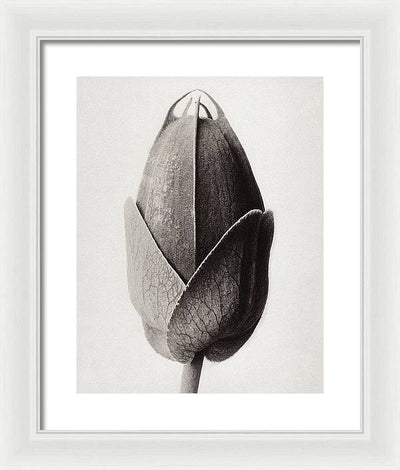 Herbarium, Plate 22, c1920 / Art Photo - Framed Print