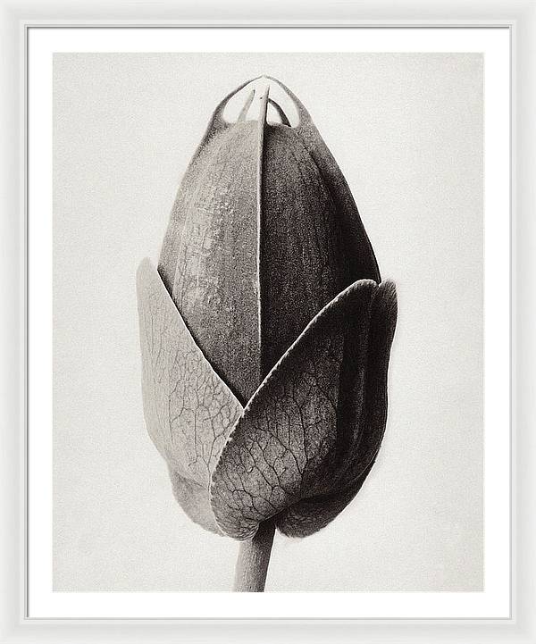 Herbarium, Plate 22, c1920 / Art Photo - Framed Print