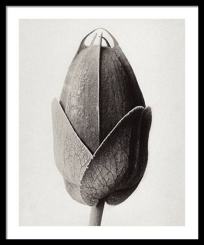 Herbarium, Plate 22, c1920 / Art Photo - Framed Print