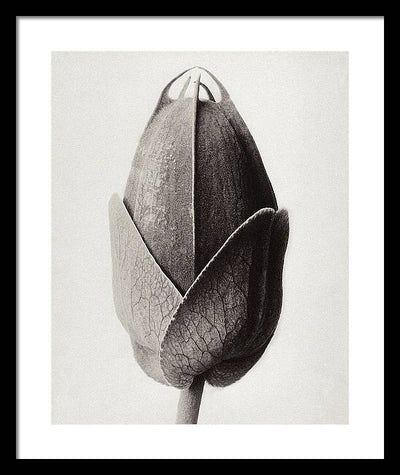 Herbarium, Plate 22, c1920 / Art Photo - Framed Print