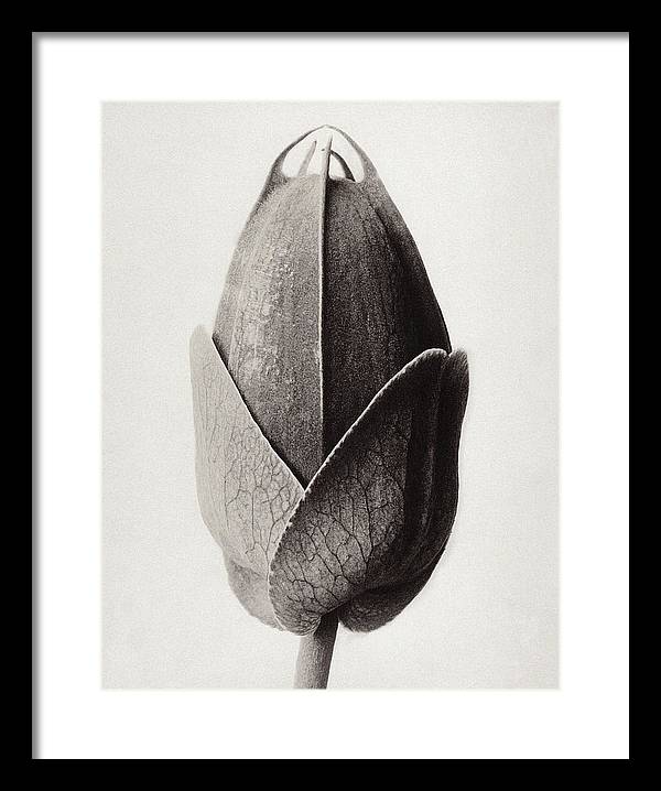 Herbarium, Plate 22, c1920 / Art Photo - Framed Print