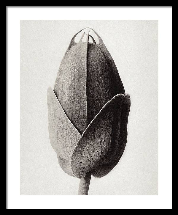 Herbarium, Plate 22, c1920 / Art Photo - Framed Print