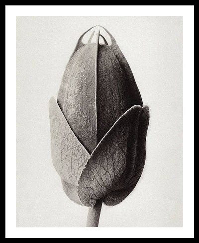 Herbarium, Plate 22, c1920 / Art Photo - Framed Print