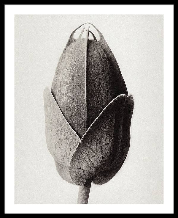 Herbarium, Plate 22, c1920 / Art Photo - Framed Print