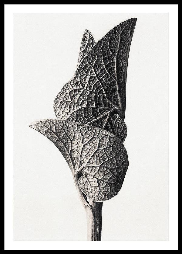 Herbarium, Plate 23, c1920 / Art Photo - Framed Print