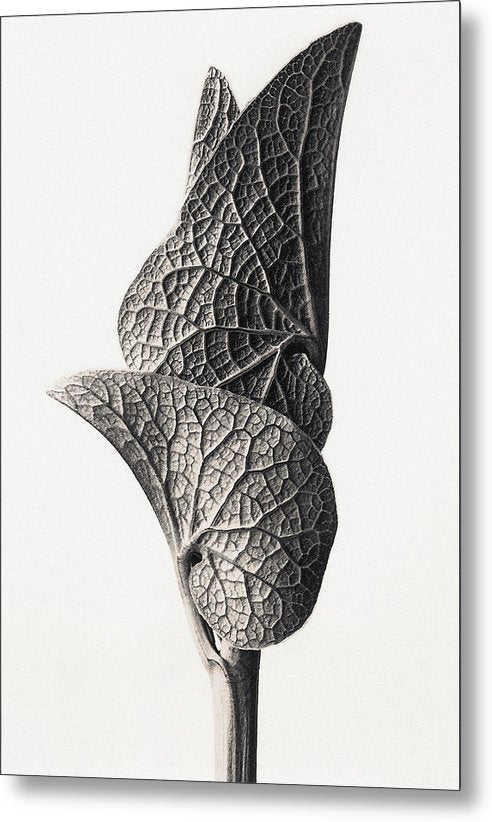 Herbarium, Plate 23, c1920 / Art Photo - Metal Print