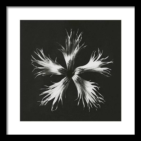 Herbarium, Plate 25, c1920 / Art Photo - Framed Print