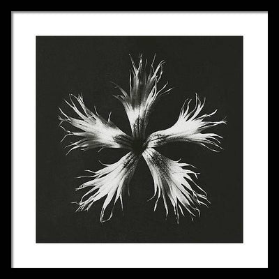 Herbarium, Plate 25, c1920 / Art Photo - Framed Print