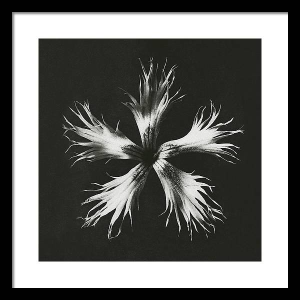 Herbarium, Plate 25, c1920 / Art Photo - Framed Print