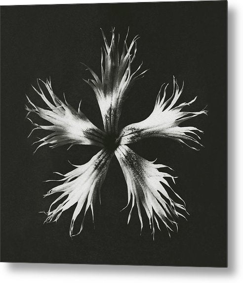 Herbarium, Plate 25, c1920 / Art Photo - Metal Print