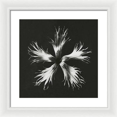 Herbarium, Plate 25, c1920 / Art Photo - Framed Print