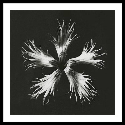 Herbarium, Plate 25, c1920 / Art Photo - Framed Print