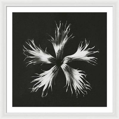 Herbarium, Plate 25, c1920 / Art Photo - Framed Print