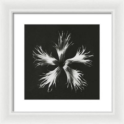 Herbarium, Plate 25, c1920 / Art Photo - Framed Print