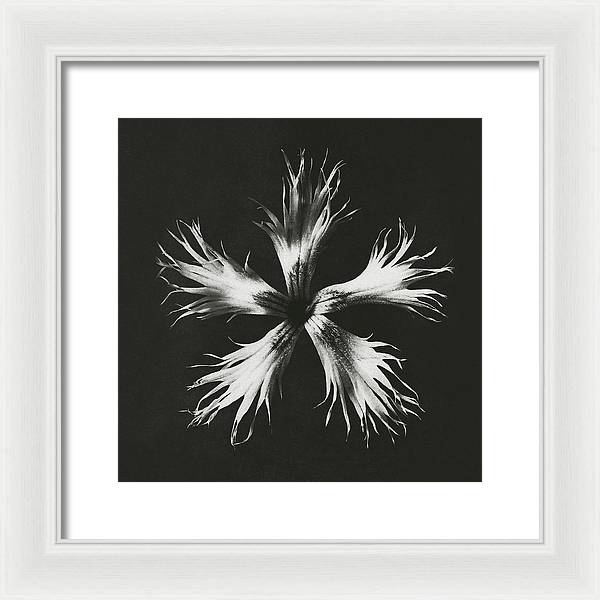 Herbarium, Plate 25, c1920 / Art Photo - Framed Print